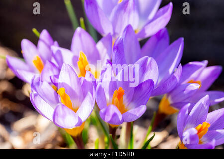 Nahaufnahme von lila Krokusse im Frühling Stockfoto