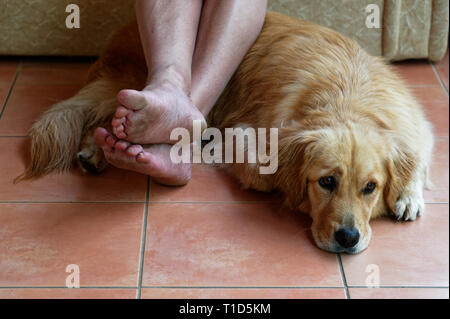 Ein Hund auf dem Boden liegt, geduldig warten Stockfoto