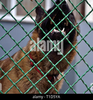 Bellen Belgische malinois Schäferhund hinter chain-link fence Stockfoto