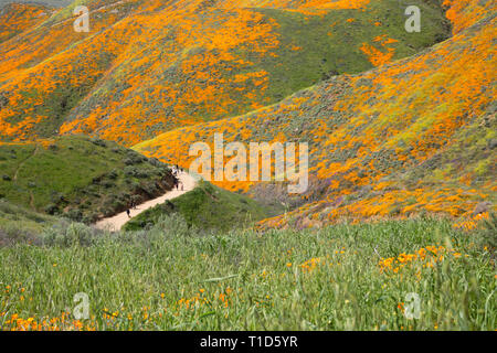 Menschen auf dem Weg durch die wildflower super Blüte in Kalifornien Stockfoto