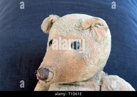 Deutsche Ted, sehr alten Menschen sehr geliebt und getragen Deutschen Teddybär, C. 1914 Fein, spitzen Gesicht Profil Stockfoto