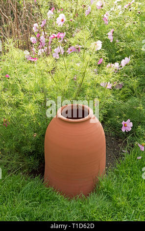 Terrakotta Rhabarber zwingen Topf mit rosa Kosmos hinter Stockfoto