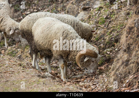 Inländische Schafe (Ovis aries). Ein Berg Rasse, ein von einer Herde, einen gehörnten Widder, sein Bestes versuchen, einige grüne Vegetation zu grasen, auf einem Ausläufer des Himalaya, Indien zu finden. Januar - Februar Winter. ​ Stockfoto