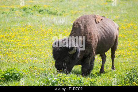 Yellowstone National Park - Bull Bison, Lamar Valley Stockfoto