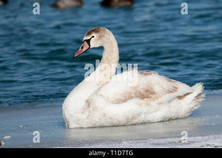 Ufervögel Wasservögel Juvenile Mute swan auf dem Eis Stockfoto