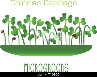 Microgreens Chinakohl. Sprossen in eine Schüssel geben. Keime von Samen einer Pflanze. Vitamin Supplement, veganes Essen Stock Vektor