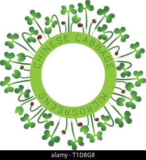 Microgreens Chinakohl. Saatgut Verpackungsdesign, rundes Element in der Mitte. Um ihn herum Sprossen. Vitamin Supplement, veganes Essen Stock Vektor