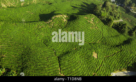 Luftaufnahme der schönen grünen Landschaft von Tee Plantage Stockfoto