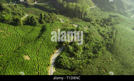 Luftaufnahme der schönen grünen Landschaft der Teeplantagen in den Cameron Highlands Stockfoto