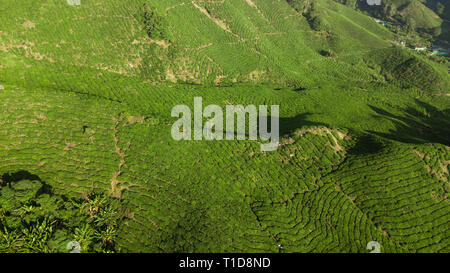 Tee Plantage Luftaufnahme in Cameron Highlands Stockfoto