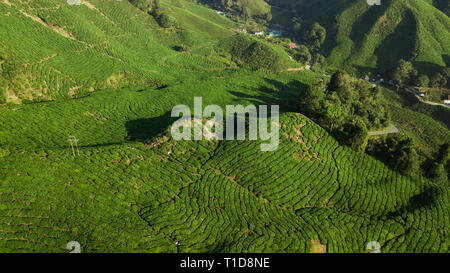 Luftaufnahme der schönen grünen Landschaft der Teeplantagen in den Cameron Highlands Stockfoto