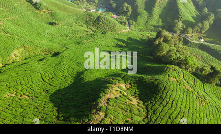Die Cameron Highlands: Boh Tee Plantage Stockfoto
