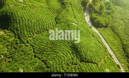 Tee Plantage Luftaufnahme Stockfoto