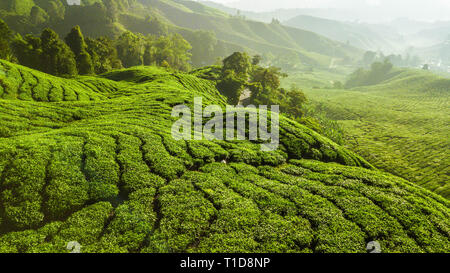 Wunderschöne grüne Landschaft der Teeplantagen in den Cameron Highlands Stockfoto
