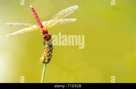 Dragon-fly auf mit grünem Hintergrund und kopieren Sie Raum, Konzept Erfolg Stockfoto