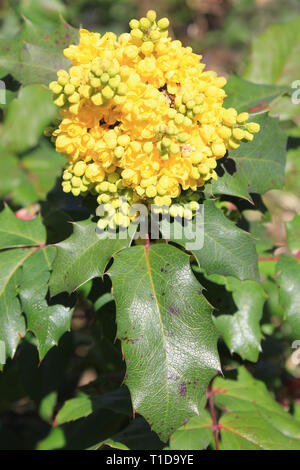 - Mahonie Mahonia aquifolium syn Berberis aquifolium Stockfoto