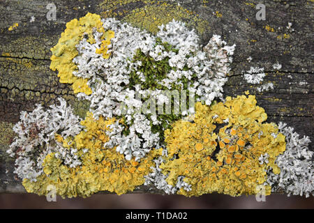 Foliose gelbe Flechten Xanthoria parietina zusammen mit grauen Flechten Physcia acaulis und Moos auf Holz Stockfoto