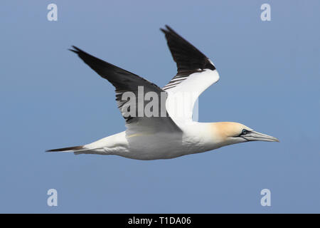 Northern Gannet Morus bassanus im Flug, Rockall Trough, Atlantik Stockfoto