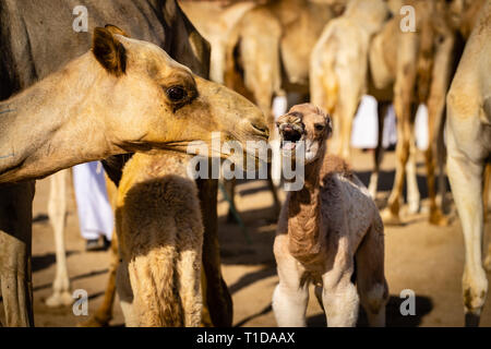 Eine der letzten traditionellen Kamel Märkte in den VEREINIGTEN ARABISCHEN EMIRATEN. Al Ain. Kamele sind für Milch und die beliebten camel Rassen gezüchtet. Stockfoto