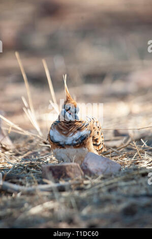 Spinifex tauben Futtersuche, Alice Springs Desert Park Stockfoto