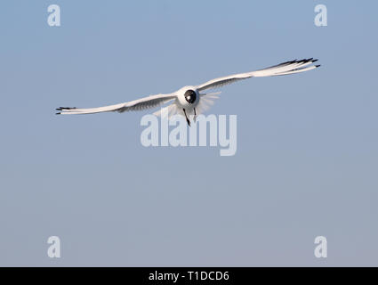 Schwarze Leitung Möwen im Flug im blauen Himmel Stockfoto