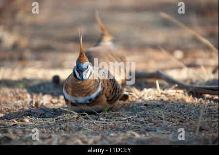 Spinifex tauben Futtersuche, Alice Springs Desert Park Stockfoto