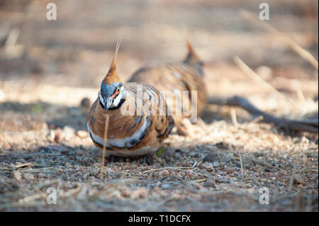 Spinifex tauben Futtersuche, Alice Springs Desert Park Stockfoto