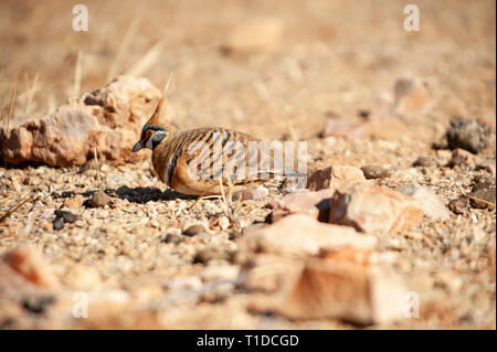 Spinifex tauben Futtersuche, Alice Springs Desert Park Stockfoto