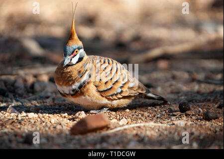 Spinifex tauben Futtersuche, Alice Springs Desert Park Stockfoto