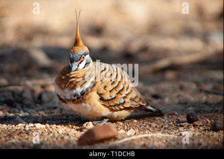 Spinifex tauben Futtersuche, Alice Springs Desert Park Stockfoto