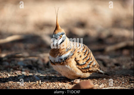 Spinifex tauben Futtersuche, Alice Springs Desert Park Stockfoto