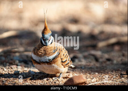 Spinifex tauben Futtersuche, Alice Springs Desert Park Stockfoto