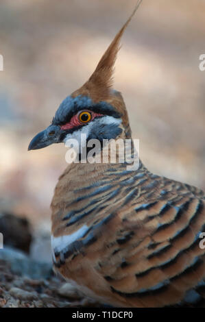 Spinifex tauben Futtersuche, Alice Springs Desert Park Stockfoto