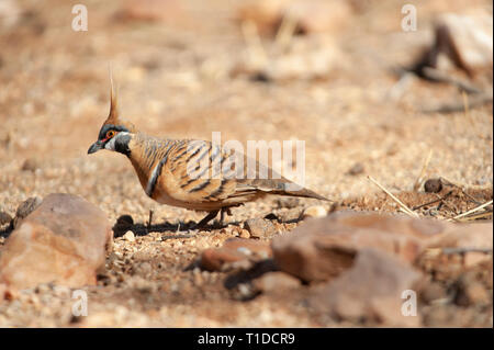 Spinifex tauben Futtersuche, Alice Springs Desert Park Stockfoto