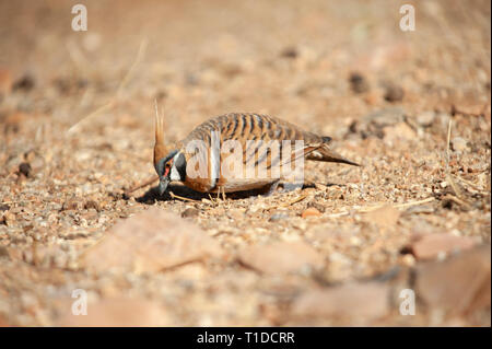 Spinifex tauben Futtersuche, Alice Springs Desert Park Stockfoto