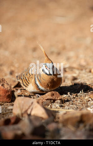 Spinifex tauben Futtersuche, Alice Springs Desert Park Stockfoto