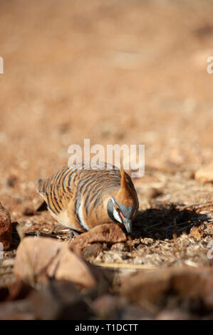 Spinifex tauben Futtersuche, Alice Springs Desert Park Stockfoto