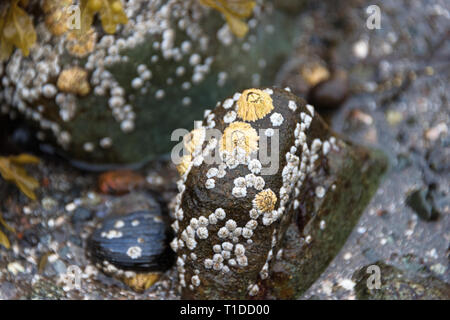 Mehrere Generationen von seepocken (Semibalanus balanoides) am Strand Felsen in Otter Cove, Maine. Die jungen Seepocken sind klein und blass. Stockfoto