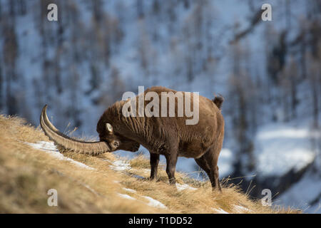 Territoriale männlichen Steinböcke (Capra ibex Ibex) Duft seines Gebietes während der Brunft im Winter Kennzeichnung, Nationalpark Gran Paradiso, Alpen, Italien Stockfoto