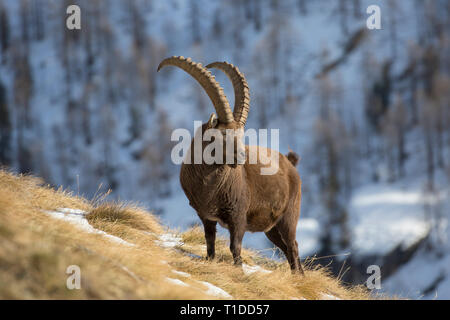 Alpensteinbock (Capra ibex) männlich mit großen Hörnern nahrungssuche am Berghang in den Schnee im Winter, Nationalpark Gran Paradiso, Alpen, Italien Stockfoto