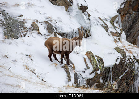 Alpensteinbock (Capra ibex) junger Mann mit kleinen Hörnern auf Nahrungssuche in der Felswand in den Schnee im Winter in den Alpen Stockfoto