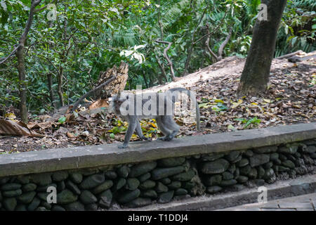 Affe zu Fuß auf den Boden, Ubud, Bali Stockfoto