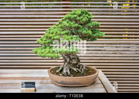 50 Jahre alte japanische White Pine Bonsai Baum im Portland Japanischen Garten. Stockfoto