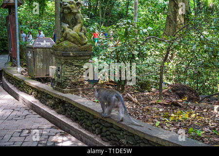 Affe zu Fuß auf den Boden, Ubud, Bali Stockfoto