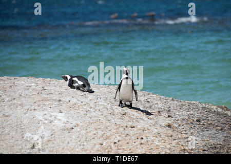 Pinguine am Boulders Beach in Simons Town, Kapstadt, Südafrika Stockfoto