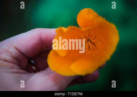 Golden Mohn blüht unter den wildflower super Blüte in Lake Elsinore, Kalifornien Frühjahr 2019 Stockfoto