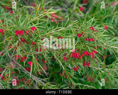 Canberra Grevillea 'Juwel' in Blume Norfolk Garten Stockfoto