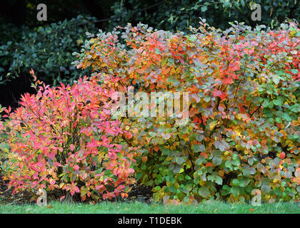 Fothergilla Mount Airy in Garten Hecke. Herbst Laub zeigt ziemlich bunt und einzigartigen Farben Gelb, Orange und Rot Lila Blätter. Stockfoto