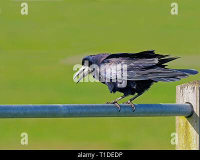 Saatkrähe Corvus frugilegus Fütterung im Grünland Ostküste Norfolk Stockfoto