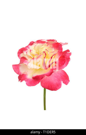 Doppelte Freude Hybrid Tea Rose isoliert Stockfoto
